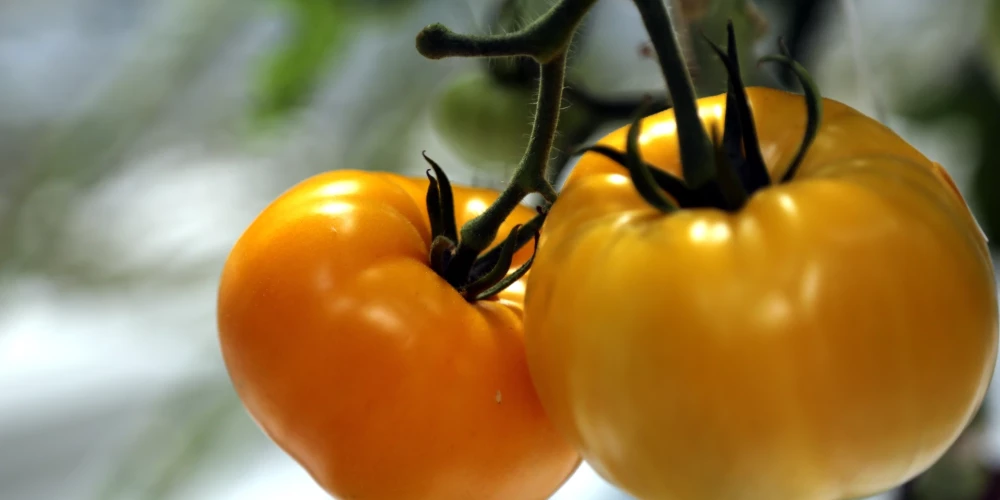 Dārzkopju triks, kas padarīs tomātu garšu saldāku