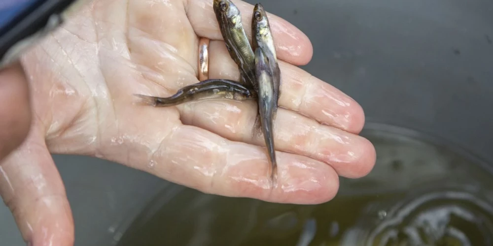 Иллюстративное фото