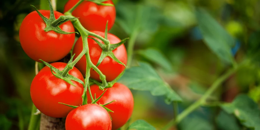 Krāsa nav labākais indikators. Kad patiesībā vajadzētu novākt tomātu ražu?