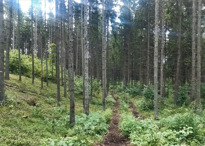 Pokaiņu mežā pabeigti kopšanas darbi