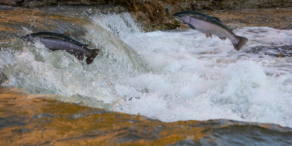 Ученые бьют тревогу: в реках Латвии сокращаются запасы лосося