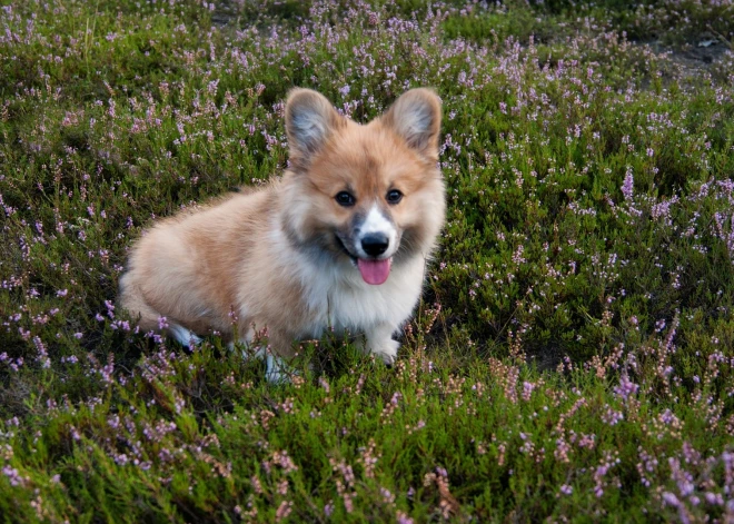 Drošajiem pieder pasaule - horoskops visām zodiaka zīmēm no 8.08. līdz 14.08.