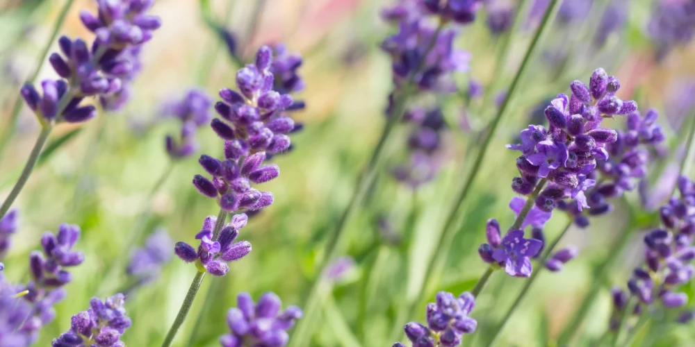 Neticamais zilo un violeto augu spēks. Ko tie dara veselības labā?