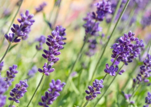 Neticamais zilo un violeto augu spēks. Ko tie dara veselības labā?