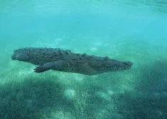 Агрессивный крокодил напал на подростков, когда те ловили рыбу на тихом озере