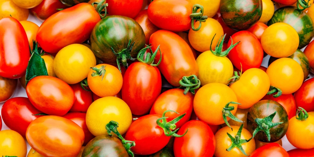 300 dažādas tomātu šķirnes - Dabas muzejā sāksies "Tomātu parāde 2022"