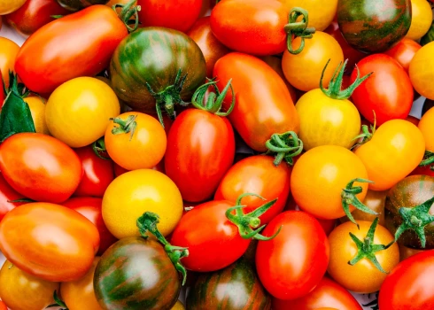 300 dažādas tomātu šķirnes - Dabas muzejā sāksies "Tomātu parāde 2022"