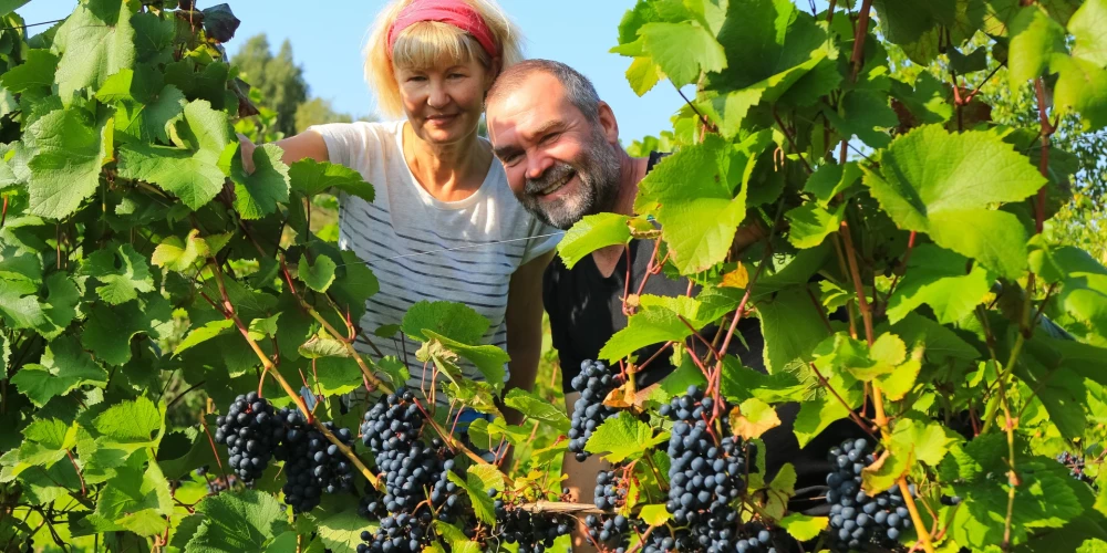 Ciemos Krusātā: kā igaunis Martins Samms Kurzemes muižā sāka audzēt vīnogas