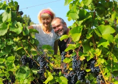 Ciemos Krusātā: kā igaunis Martins Samms Kurzemes muižā sāka audzēt vīnogas