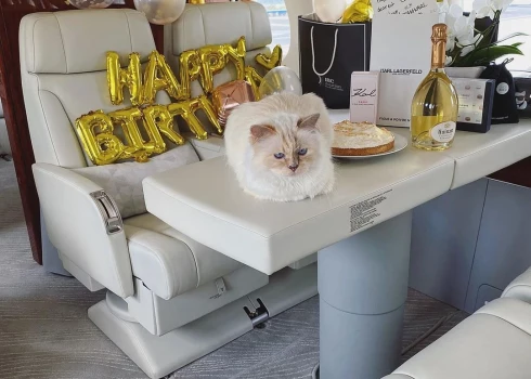 Когда жизнь удалась! Кошка Карла Лагерфельда отмечает 11-летие на борту частного самолета