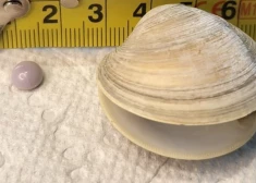 Фиолетовая жемчужина