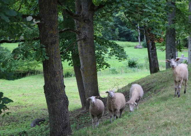 Jaunpils parkā zāli pļauj aitas