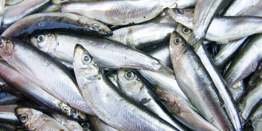 Bažās par zivju skaita samazināšanos EK noteiks zvejas ierobežojumus Baltijas jūrā