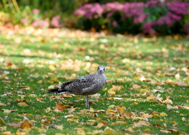 Meteoroloģiskā rudens iestāšanās šogad gaidāma nedēļu vēlāk nekā pērn