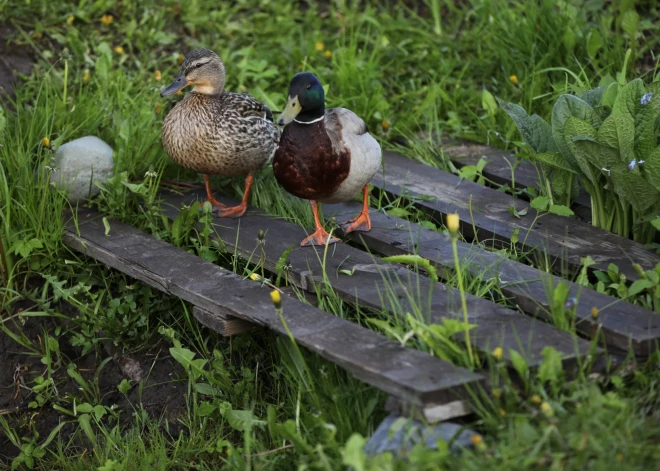 Nākamnedēļ krasi pazemināsies gaisa temperatūra. Gaidāms aukstākais laiks kopš maija