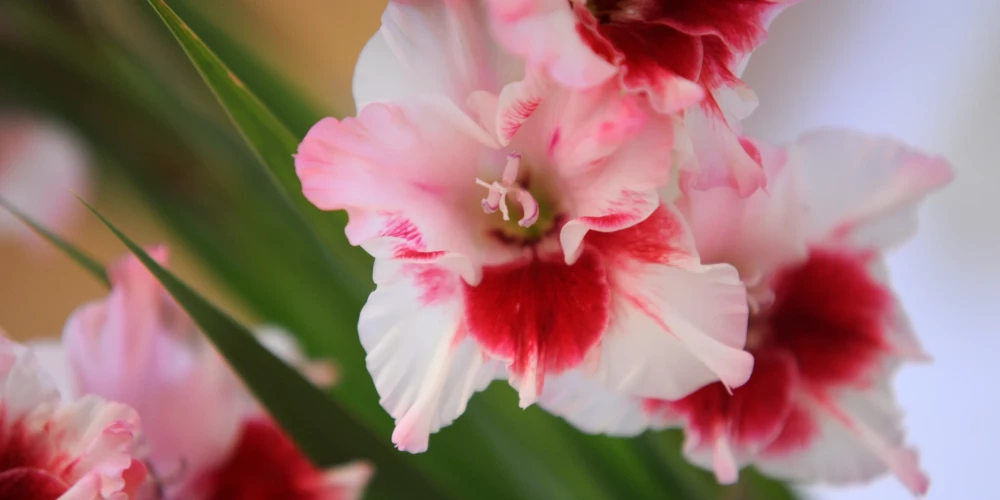 Gladiola. 