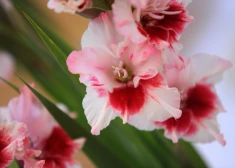 Gladiola. 