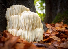 Ežu dižadatene (Hericium erinaceus)