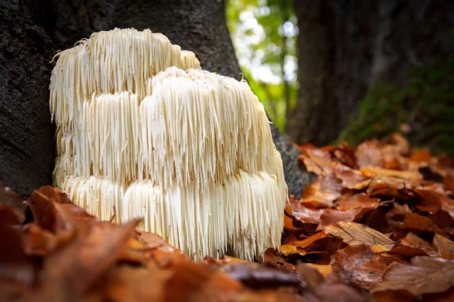 Ežu dižadatene (Hericium erinaceus)