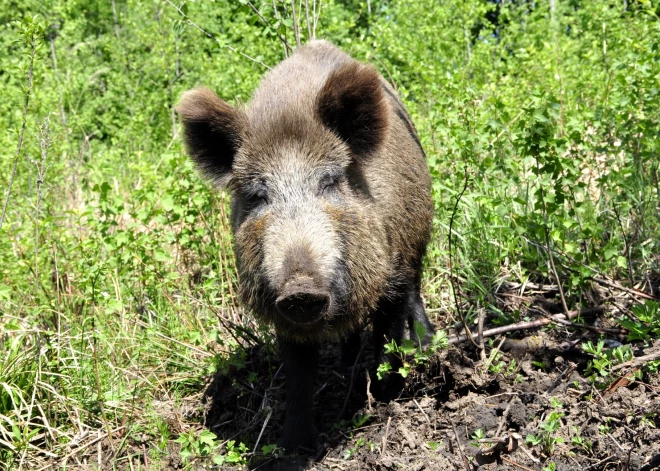 Āfrikas cūku mēris pagājušajā nedēļā konstatēts 23 mežacūkām