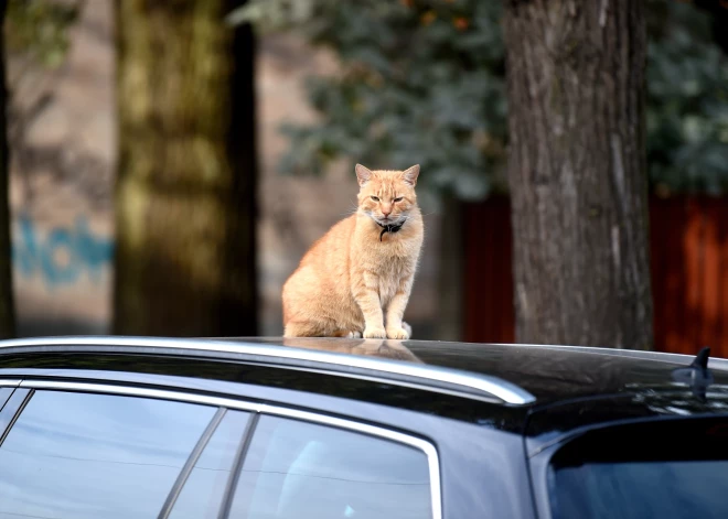 Laika prognoze otrdienai