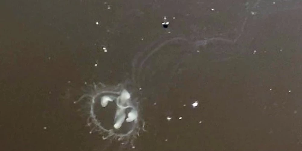 Dīķī Cēsu pusē pirmo reizi novērota invazīva saldūdens medūzu suga