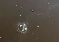 Dīķī Cēsu pusē pirmo reizi novērota invazīva saldūdens medūzu suga