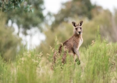 Austrālijā pirmo reizi pēdējo 90 gadu laikā ķengurs nogalinājis cilvēku