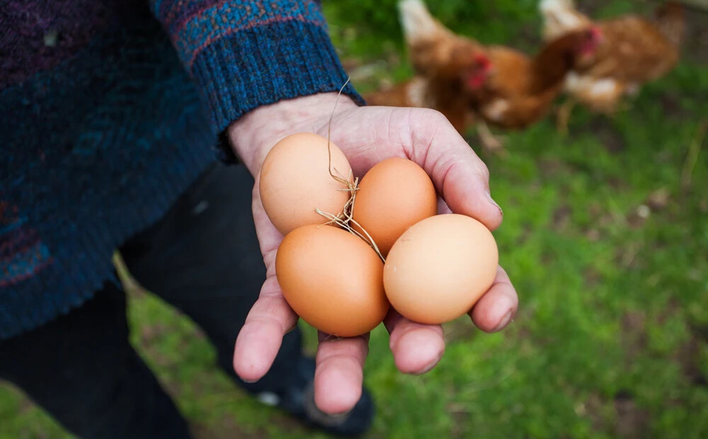 Ola ir kā akumulators: profesors vērš uzmanību, ka brīvo vistu olas ir kvalitatīvākas
