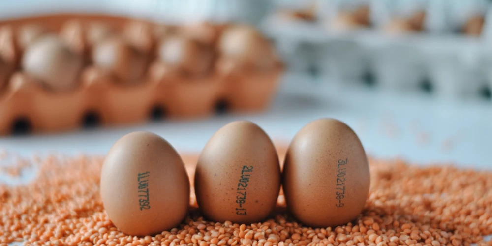 Почему стоит покупать яйца "свободных" латвийских кур, а не живущих в клетках