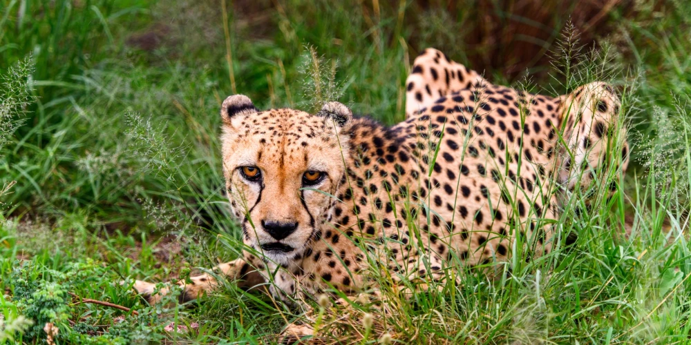 Indijā nogādāti vairāki gepardi, kas tur izmiruši jau 70 gadus