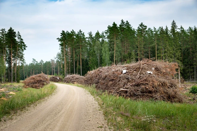 Meža ciršanas atliekas šādās kaudzēs jānotur vismaz trīs līdz deviņus mēnešus, lai materiāls kārtīgi izžūtu un iegūtu vajadzīgo siltumspēju. Pēc tam koksni sašķeldo.