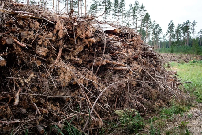 Meža ciršanas atliekas šādās kaudzēs jānotur vismaz trīs līdz deviņus mēnešus, lai materiāls kārtīgi izžūtu un iegūtu vajadzīgo siltumspēju. Pēc tam koksni sašķeldo. 