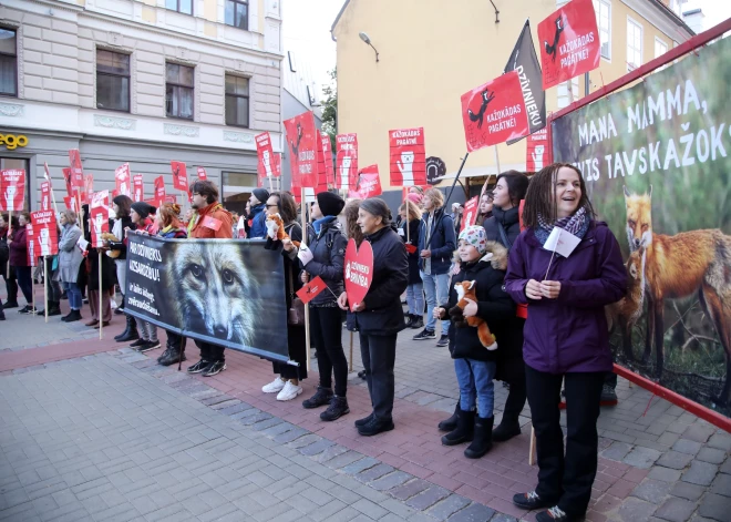 Pie Saeimas notiek biedrības "Dzīvnieku brīvība" organizēts pikets, paužot atbalstu dzīvnieku aizsardzībai un kažokzvēru audzēšanas aizliegumam Latvijā.