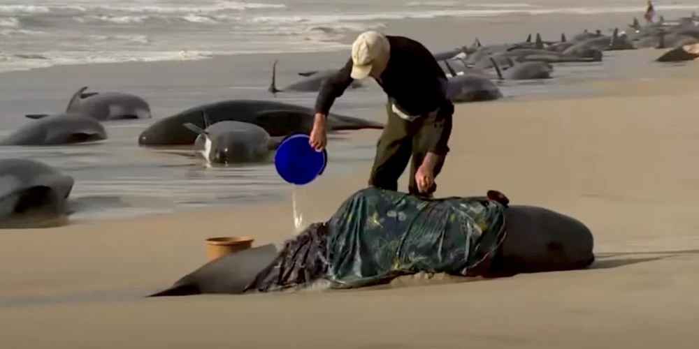 У берегов Тасмании погибли сотни китов, выбросившихся на берег