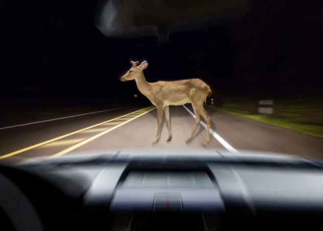 Столкновение с дикими животным: как избежать поджидающей на дорогах опасности