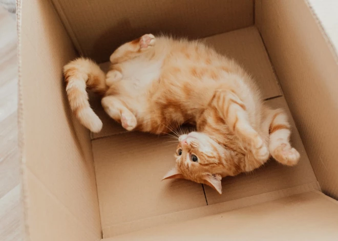 Почему кошки так любят сидеть в коробках? Ученые наконец выяснили