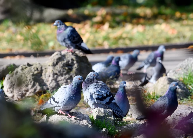 Gaisa temperatūra otrdien paaugstināsies līdz 18 grādiem