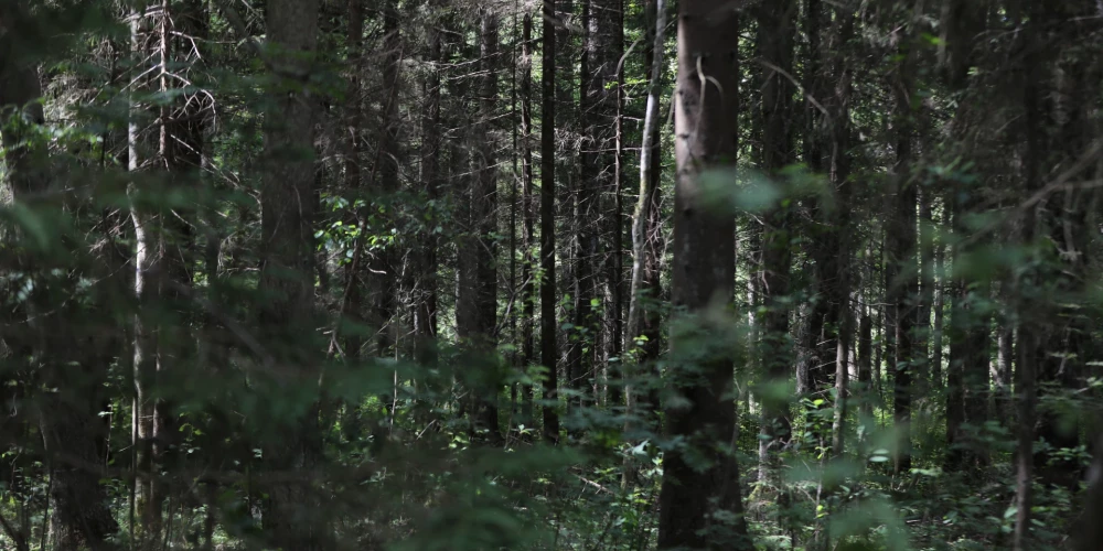 Иллюстративное фото