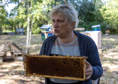 Bites ne tikai dod medu, bet arī ārstē: Kurzemes pusē piekopj īpašu terapiju