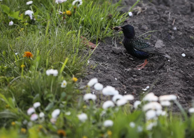 Nedēļas nogalē Eiropā novēroti vairāk nekā 4,6 miljoni putnu, Latvijā - 37 000