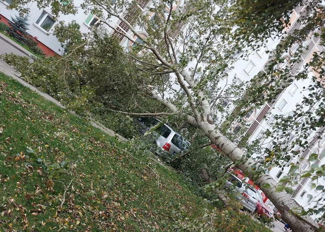 Stiprais vējš Rīgā lauž kokus; šoferi aicināti izvērtēt, kur atstāt auto