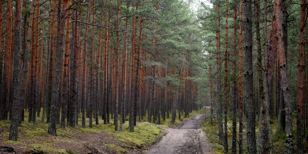 AS "Latvijas valsts meži" palielina savas platības 