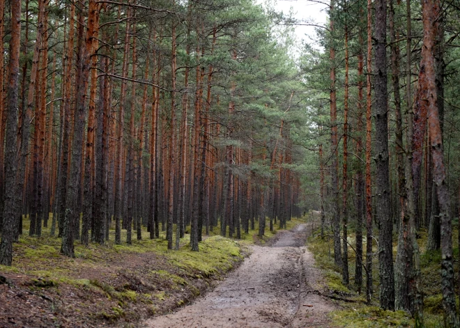 AS "Latvijas valsts meži" palielina savas platības