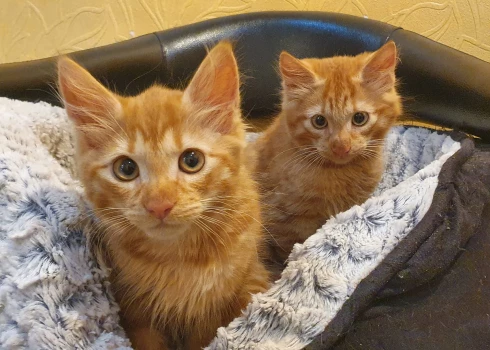 "Животные не должны страдать из-за того, что у его хозяина нет денег, как и дети", - считают в приюте.