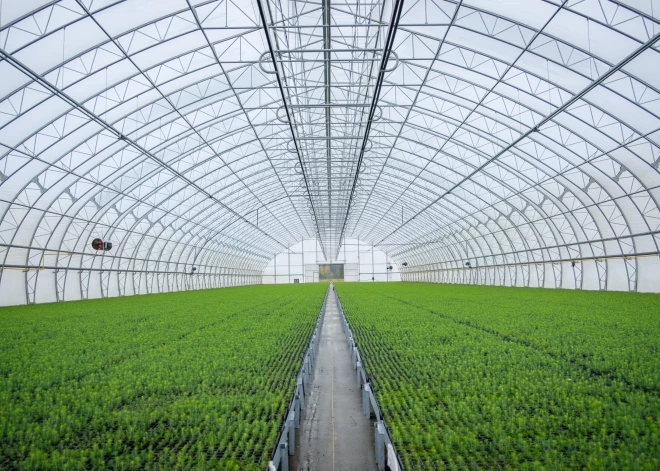 Jaunkalsnavā top jauna kokaudzētava mežam