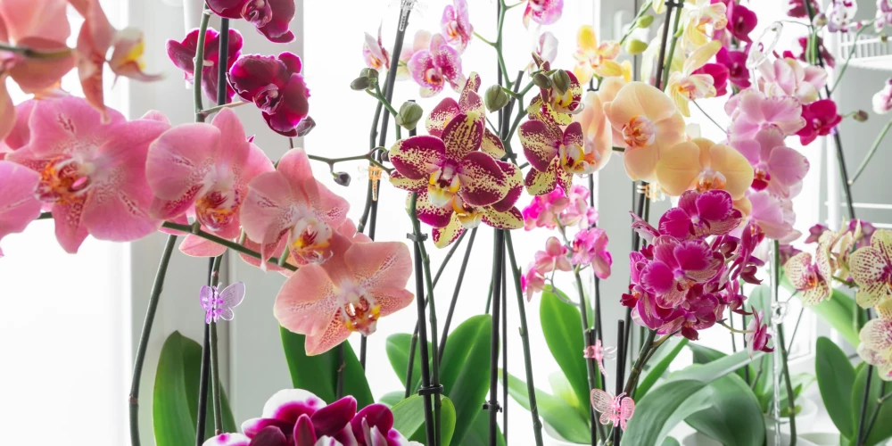 4 kļūdas, kuras pieļaujot jūs nogalināsiet savas orhidejas