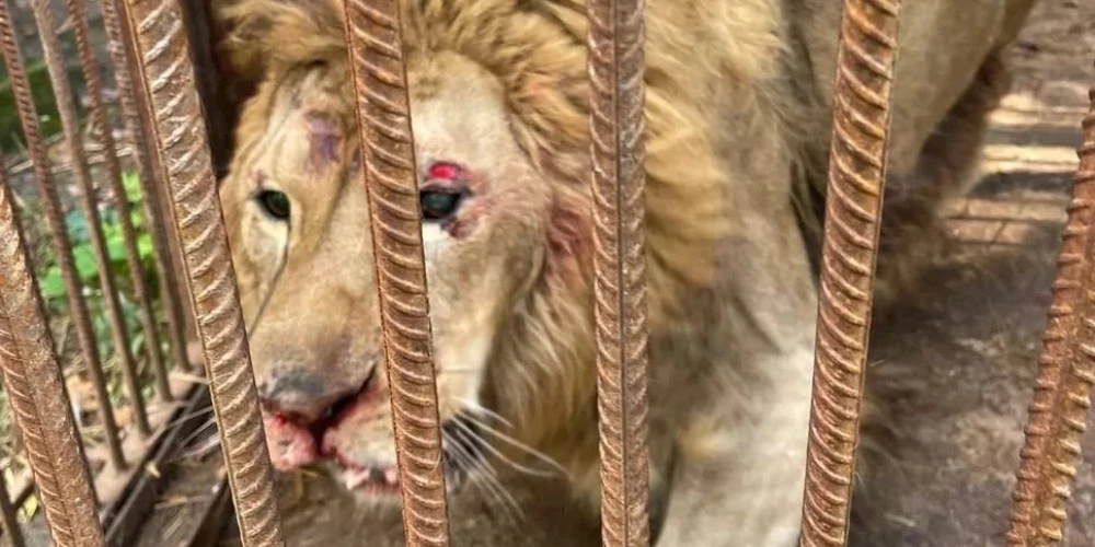 Пострадавший лев Брецель