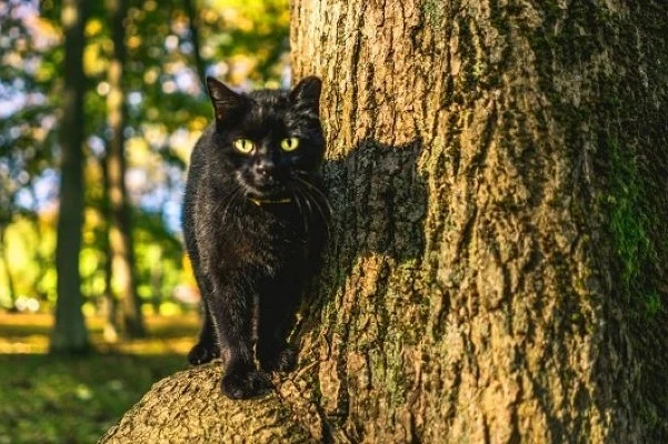 Liepājā kādu pārāk iedzērušu 33 gadus vecus liepājnieku pamatīgi iegāzis kaķēns, kuru “labdaris” gribēja izpestīt no dzīvnieku ķērāja būra.