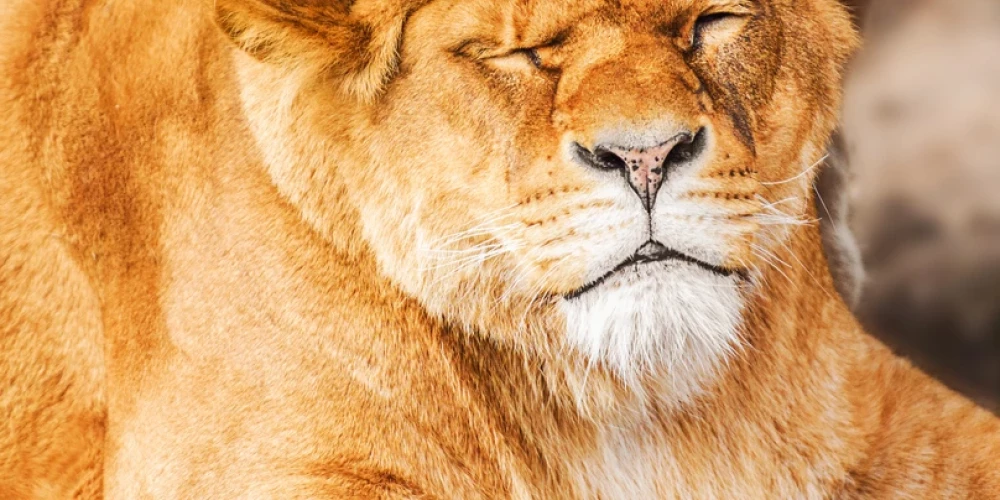 Сильнее всего пострадали животные, обитающие в Латинской Америке и Карибском бассейне